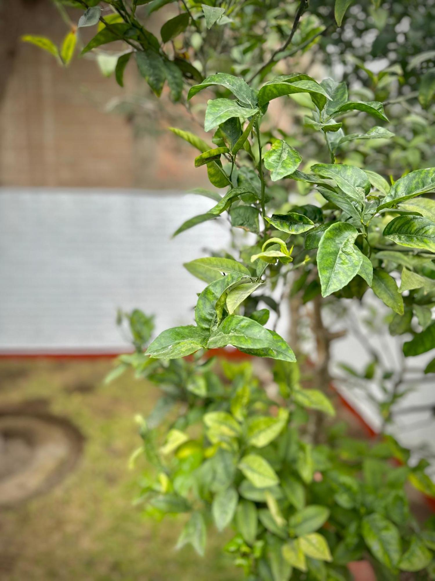 Casa Verde Jesus Maria - Zona Residencial Λίμα Εξωτερικό φωτογραφία